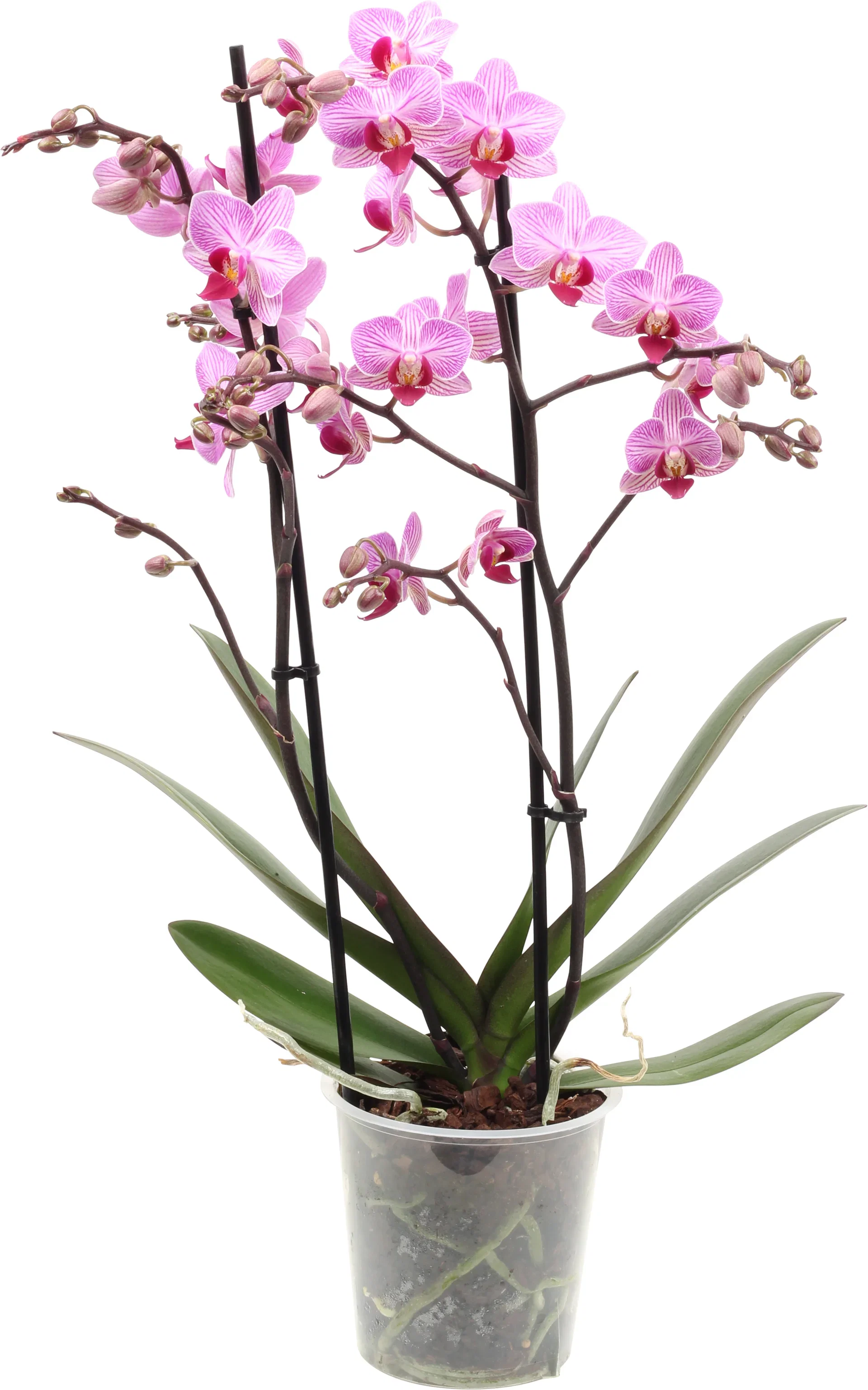 Phalaenopsis hybrid Orkidé Høyde 45 cm