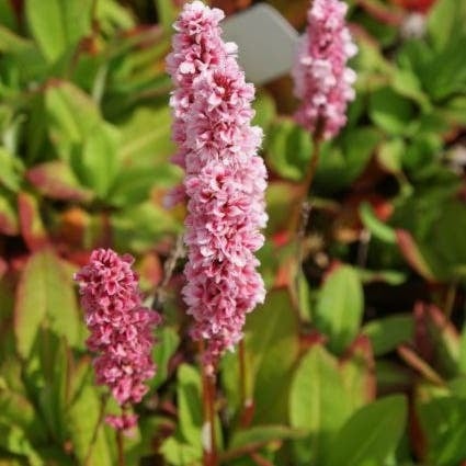 Duizendknoop (Persicaria affinis 'Kabouter') D 9 H 10 cm