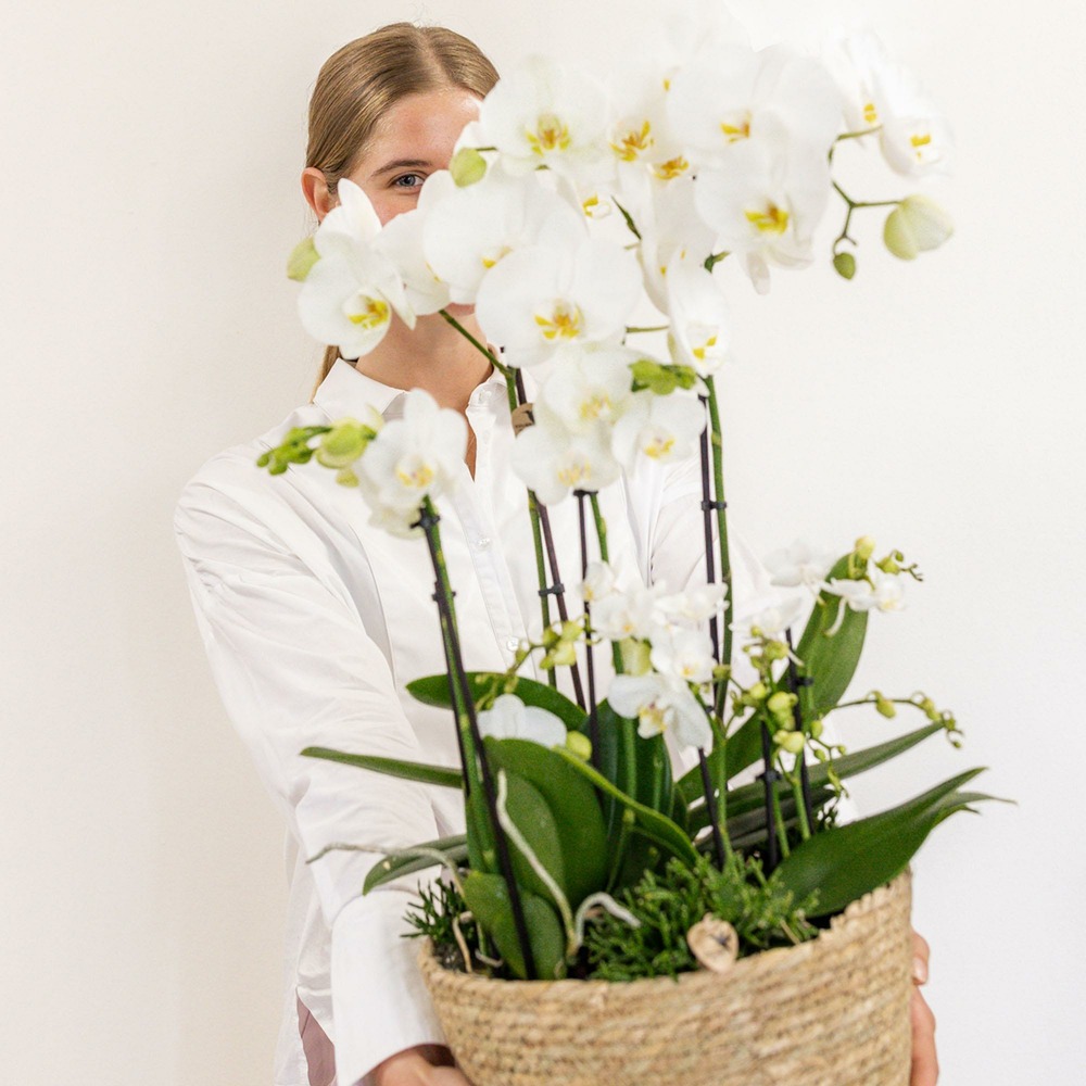Plante d'intérieur - set 3 orchidées blanches et 3 rhipsalis dans un panier en roseau avec réservoir d'eau 55cm