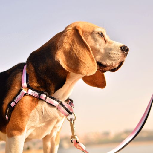 Guia para cães Dashi Stripes em poliéster rosa e preto
