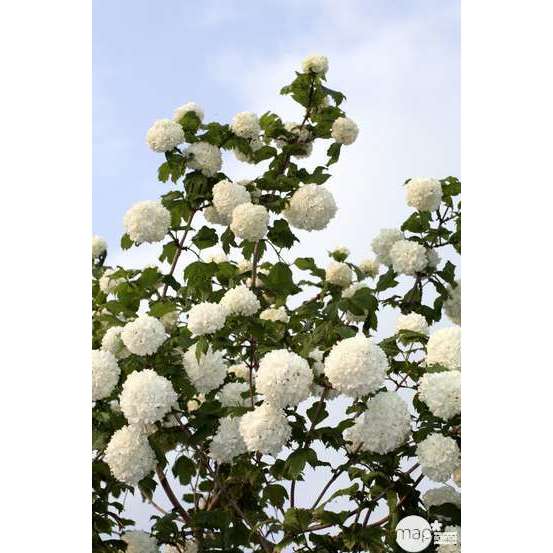 Viburnum opulus ' Roseum ' : H 60/80 cm ctr 4 litres