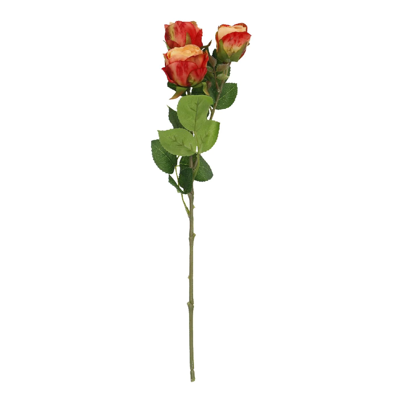 Rose Alina, 3 Blüten/orange, 38 cm