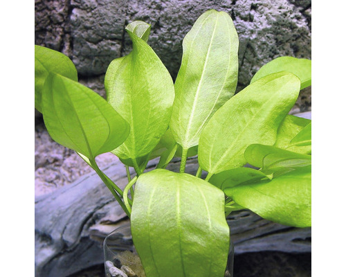 Mini-waterweegbree - Echinodorus cordifolius Mini