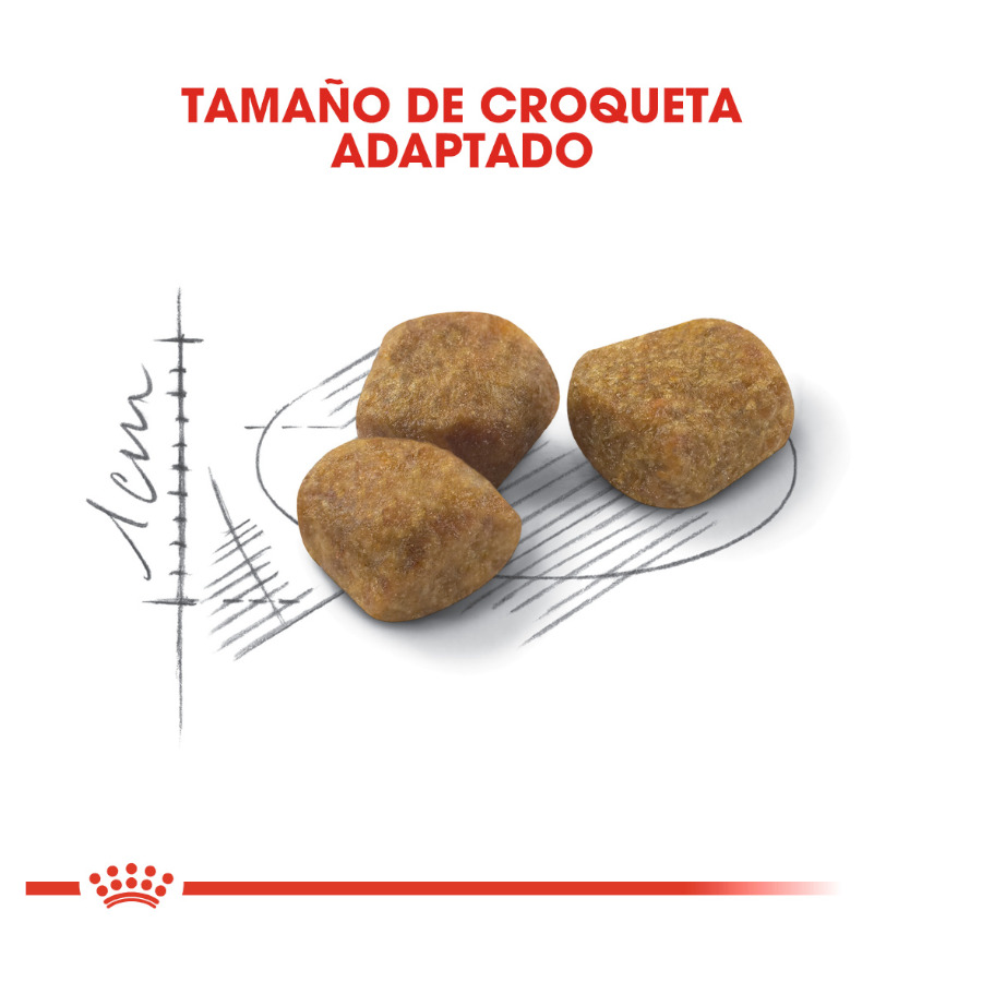 Ração Royal Canin Home Life Indoor 7+ para gatos