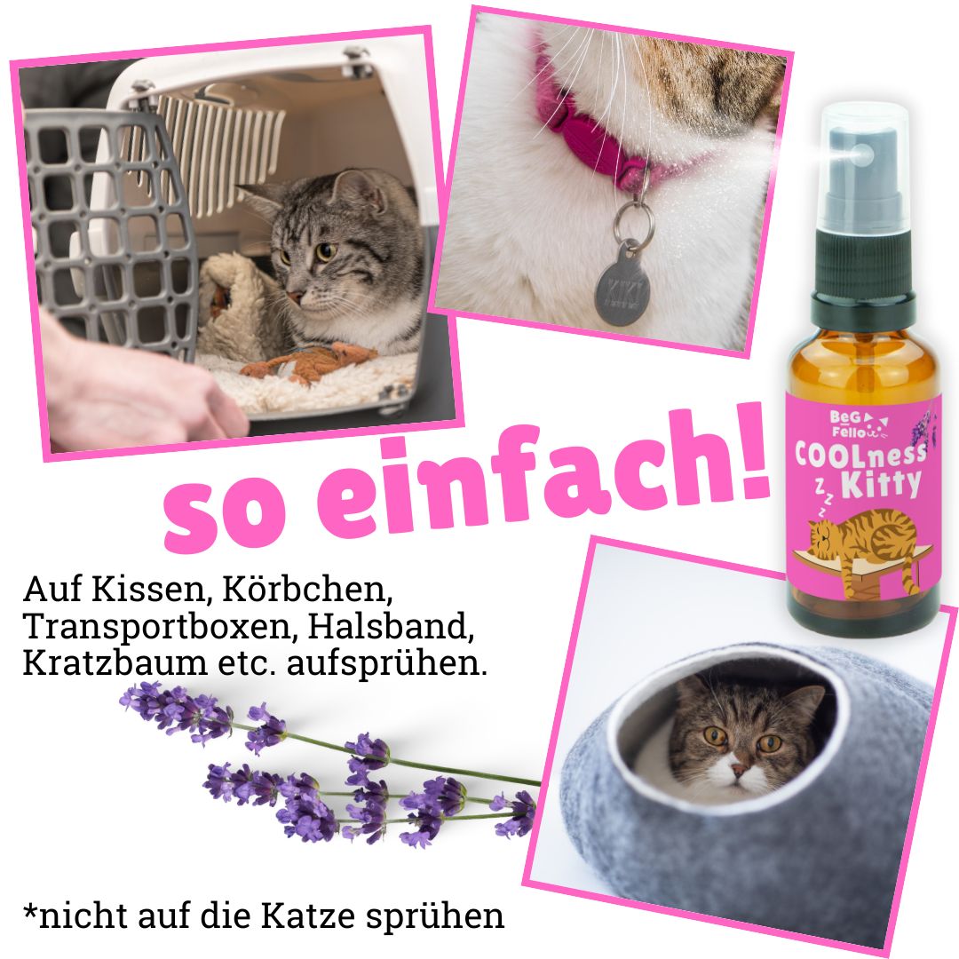 BeG Buddy COOLness Kitty Spray für Katzen, Beruhigung / Entspannung Katze
