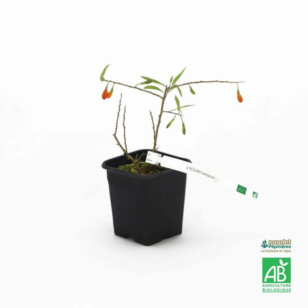 Goji 'barbarum' bio - godet 9cm