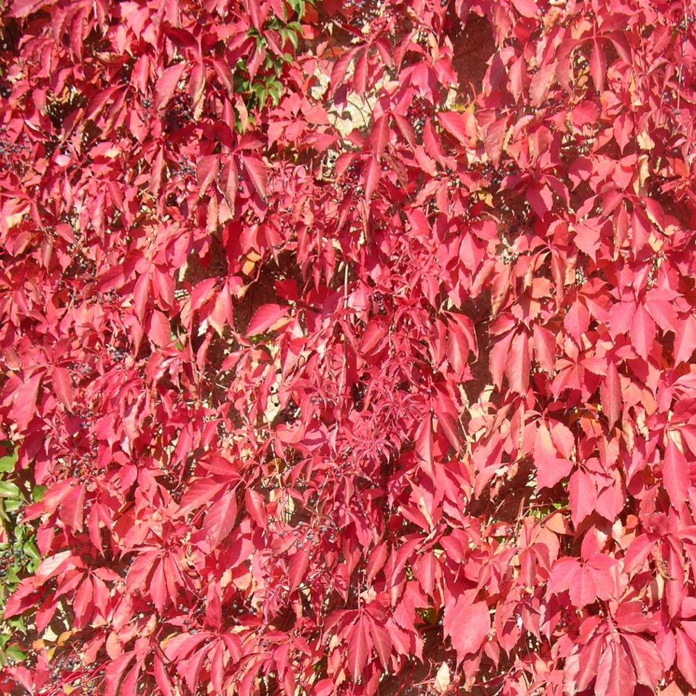 Vigne vierge quinquefolia engelmannii/parthenocissus quinquefolia engelmannii[-]godet - 5/10 cm
