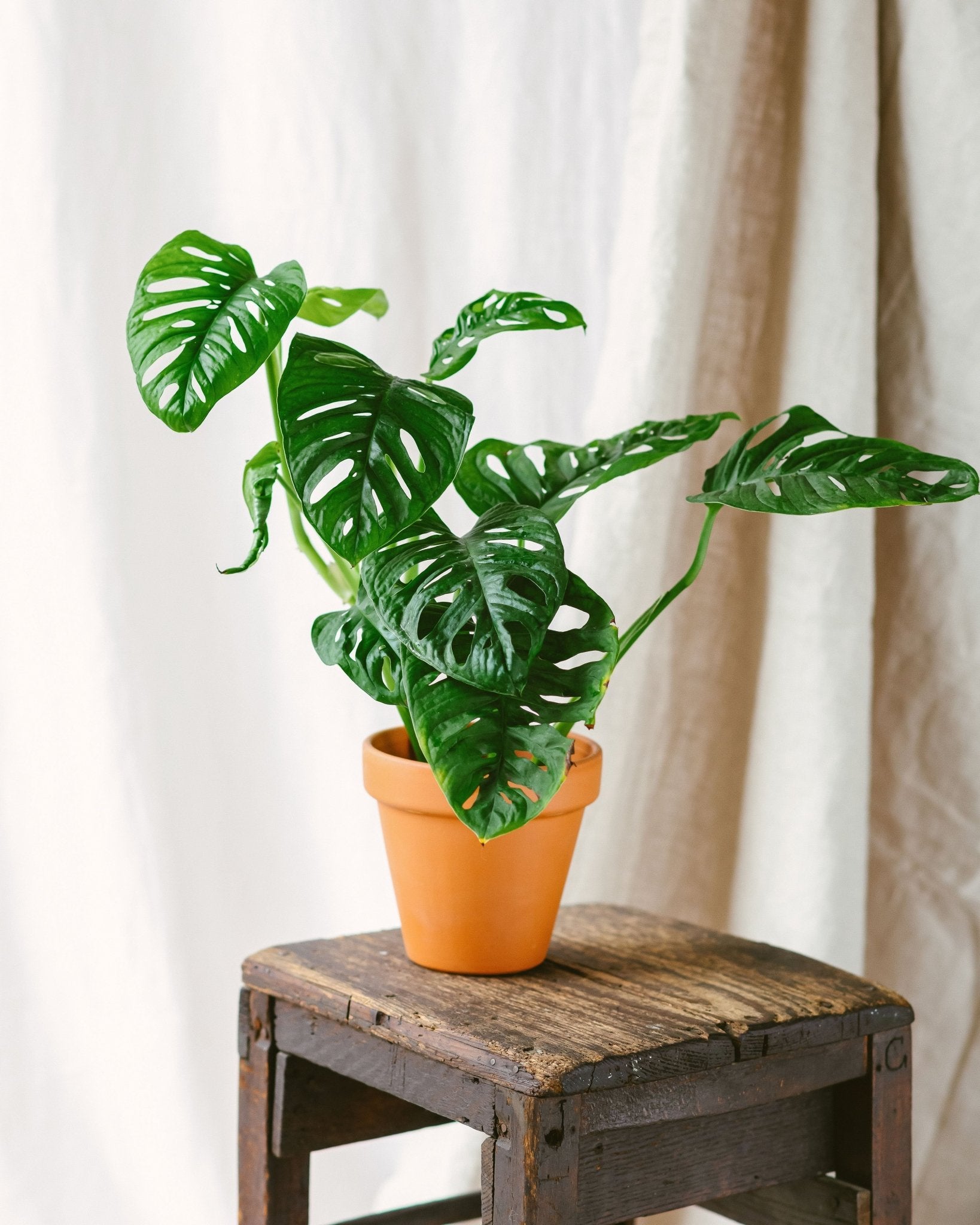 Plante d'intérieur - monstera adansonii 30.0cm