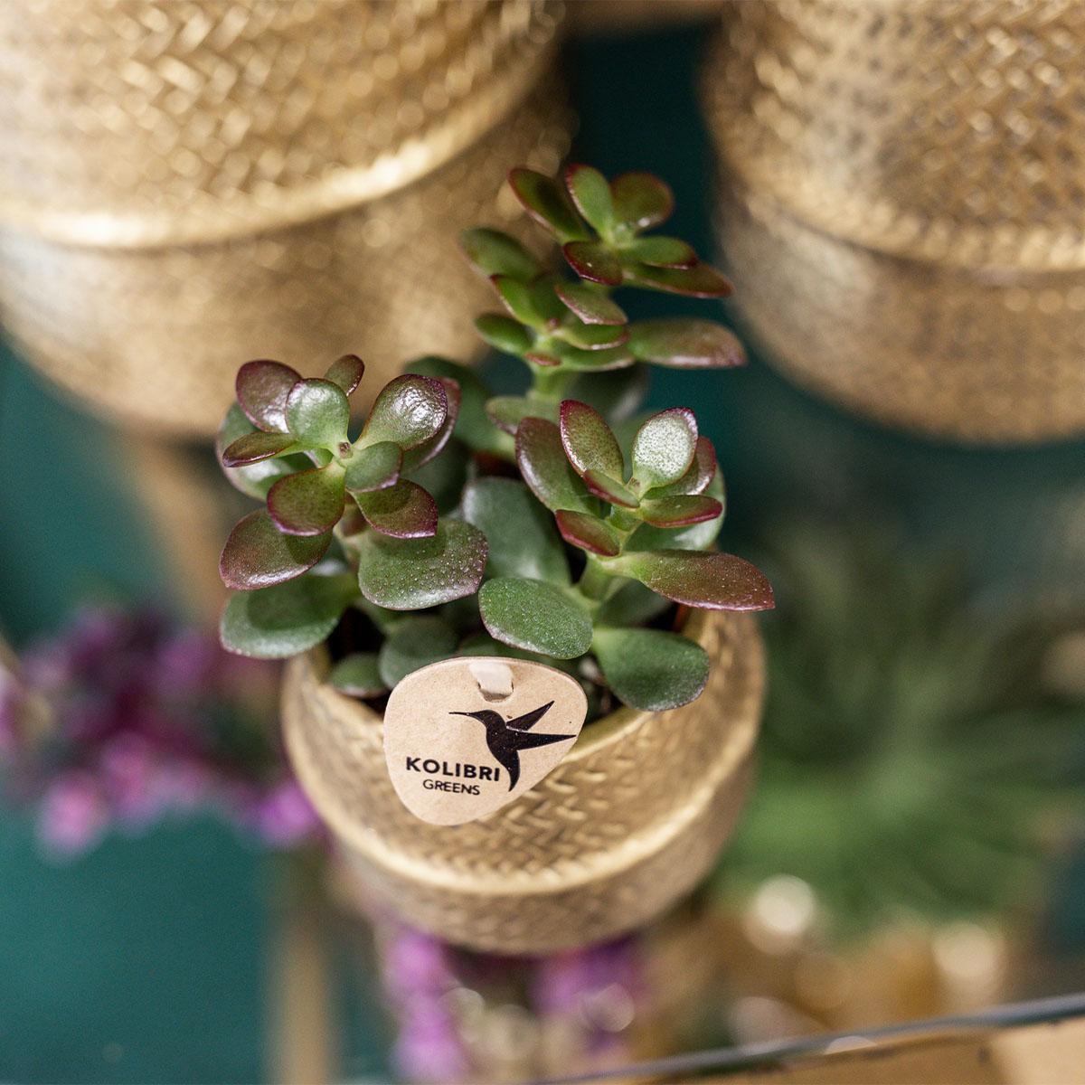 Plante d'intérieur - duo orchidée phalaenopsis blanche et crassula ovata et leurs caches-pots en céramique doré 35cm