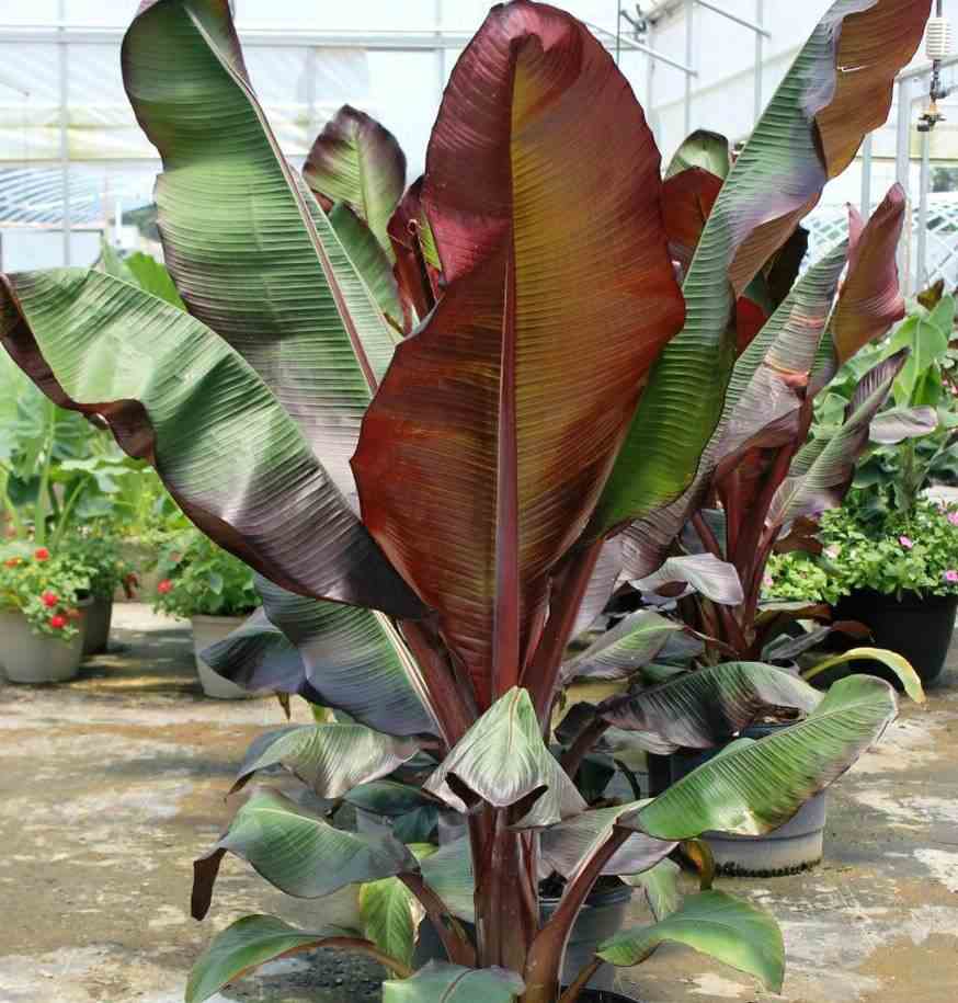 Ensete ventricosum maurelii (bananier rouge d'abyssinie ) taille pot de 2 litres - 20/40 cm - blanche