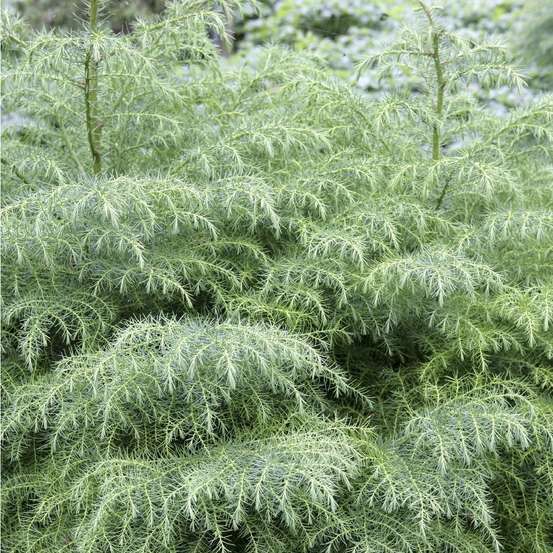 Cryptomeria japonica Elegans : H. 80/100 cm, pot 10L