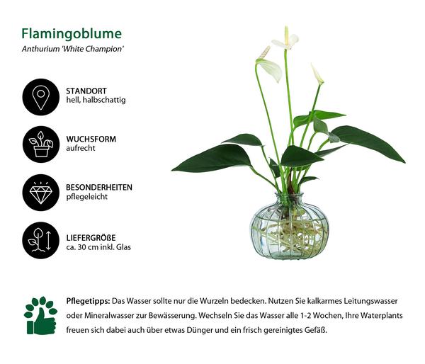 Waterplant Flamingoblume im grünen Glas -