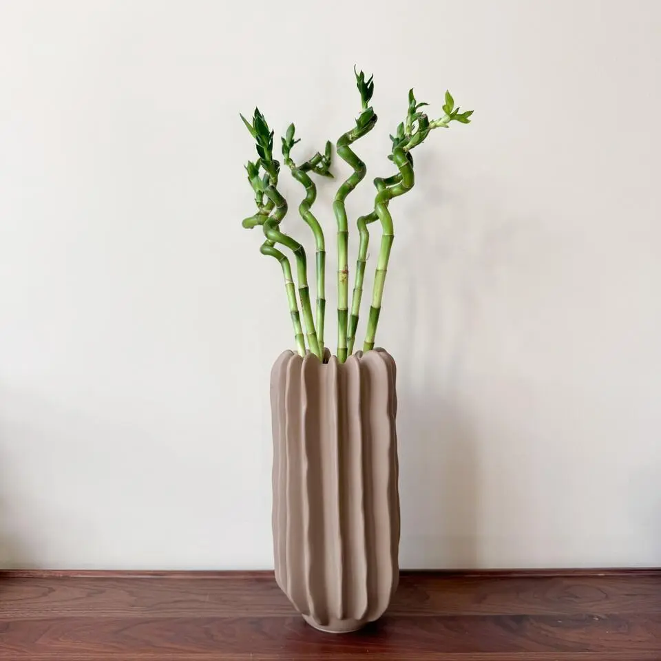 Geluksbamboe - Set van 12 - Dracaena sanderiana - Hoogte 40-50cm - ⌀2cm