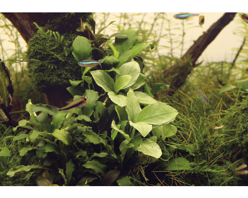 Dwergspeerblad speerblad - Anubias barteri var. oma 'Jade'