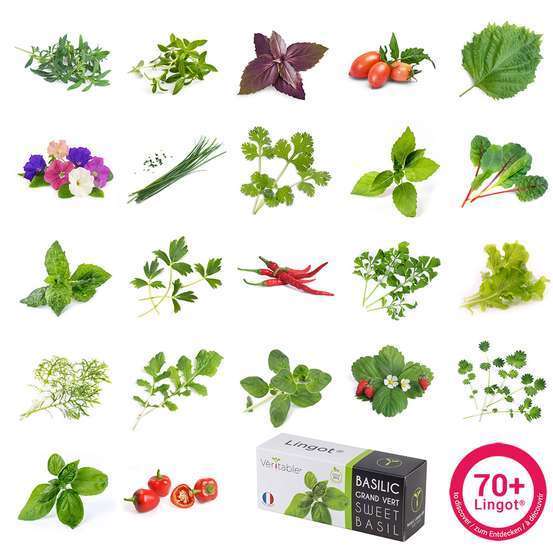 Recharge lingot® de basilic grand vert bio - pour potager Véritable®