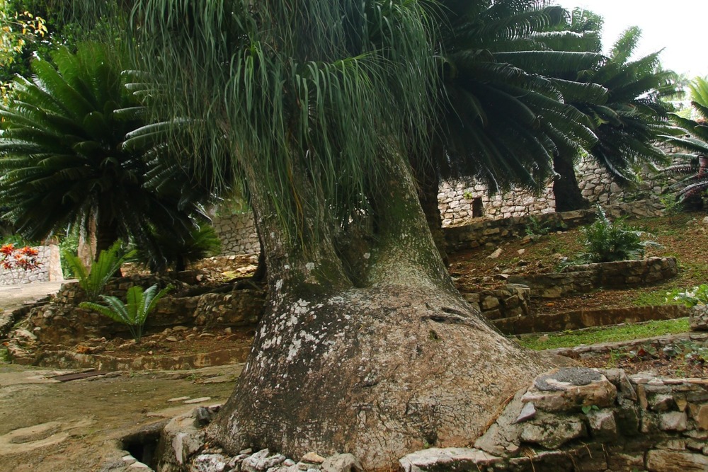 Pied d'éléphant - 10 graines - avec substrat - beaucarnea recurvata