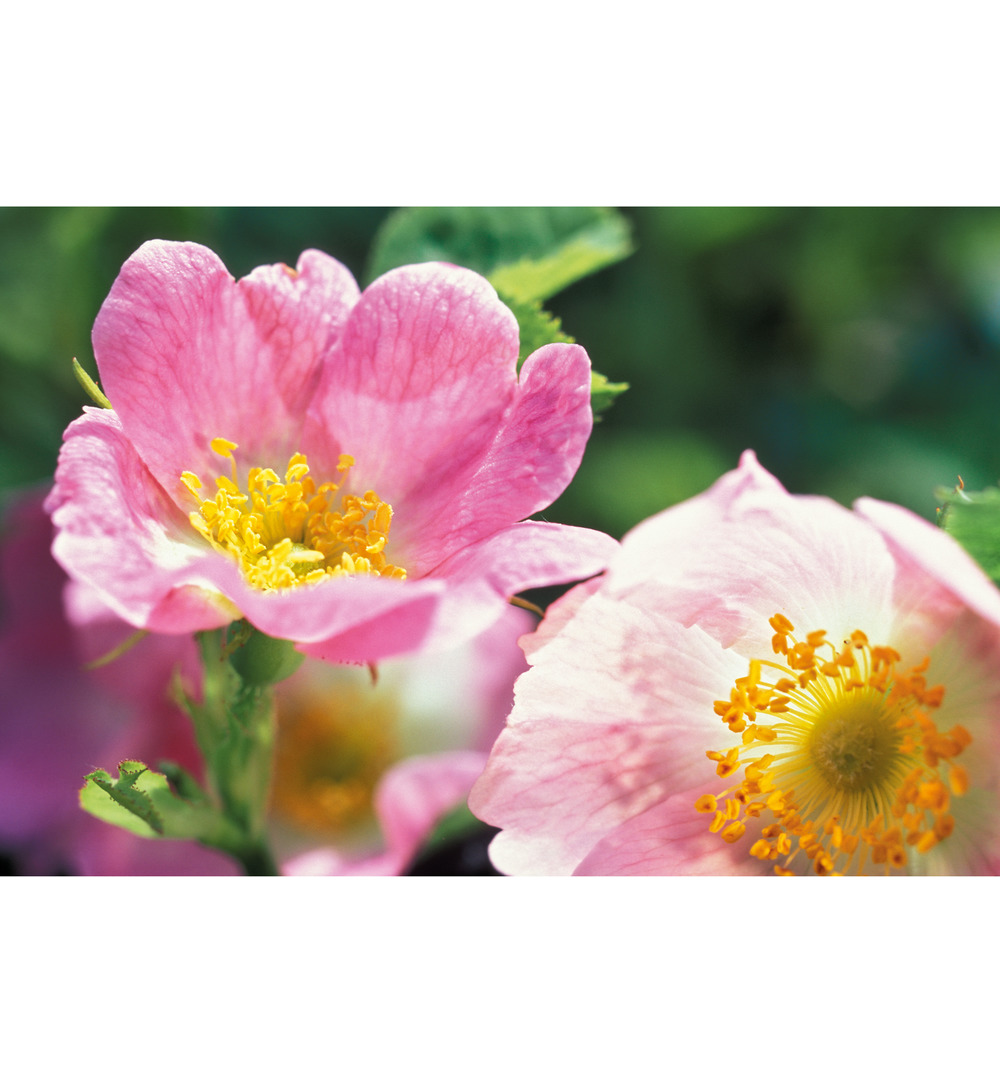 WELEDA Wilde rozen vitaliserende nachtcreme (30 ml)