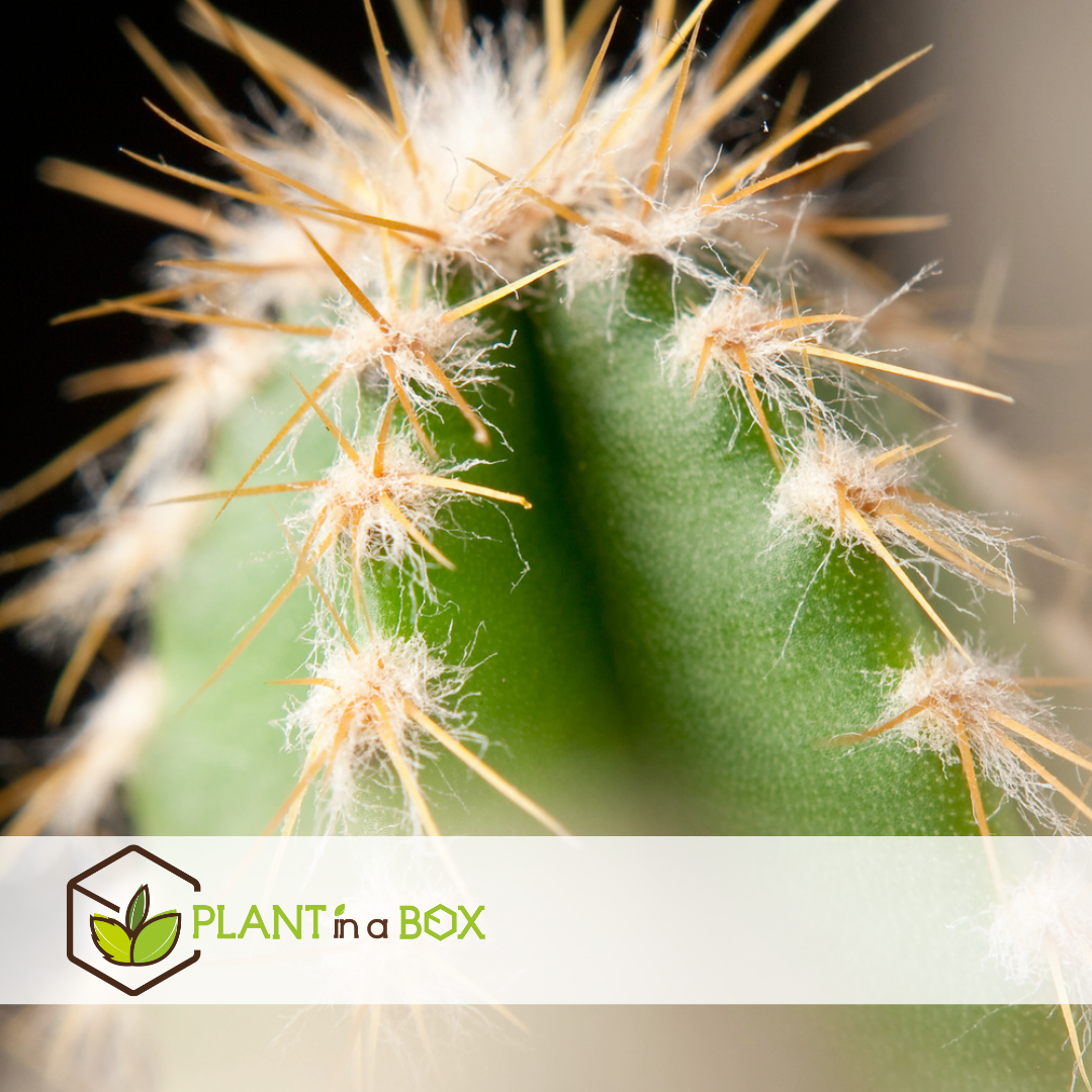 Mélange de mini cactus - mélange de 6 pièces - pot 5.5cm - hauteur 5-10cm
