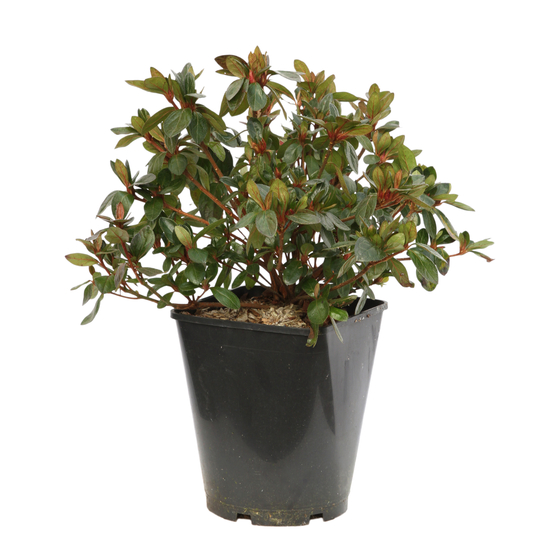 Azalea japonica ' Vuyk's Scarlet': 5 litres (rouge lumineux)