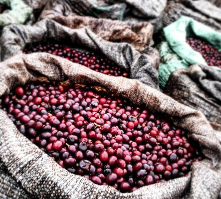 2x500g - Café vert bio Mexique région Altura Sueno décaféiné à l'eau