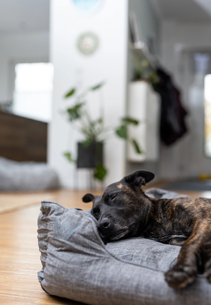 Vet-Concept Hundebett