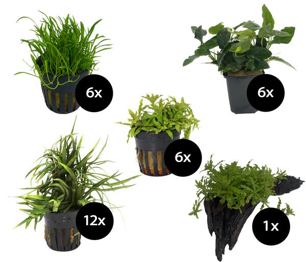 Dehner Aqua Premium Aquarienpflanzen-Set für