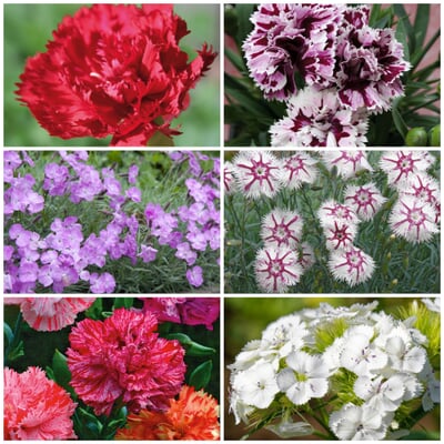 Blumensamen Historische Nelken