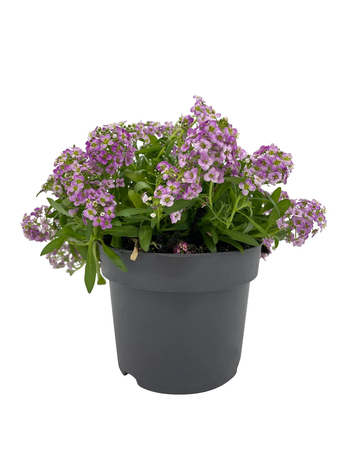 Alyssum edible ECO 10,5 cm Alyssum Ø10,5 cm