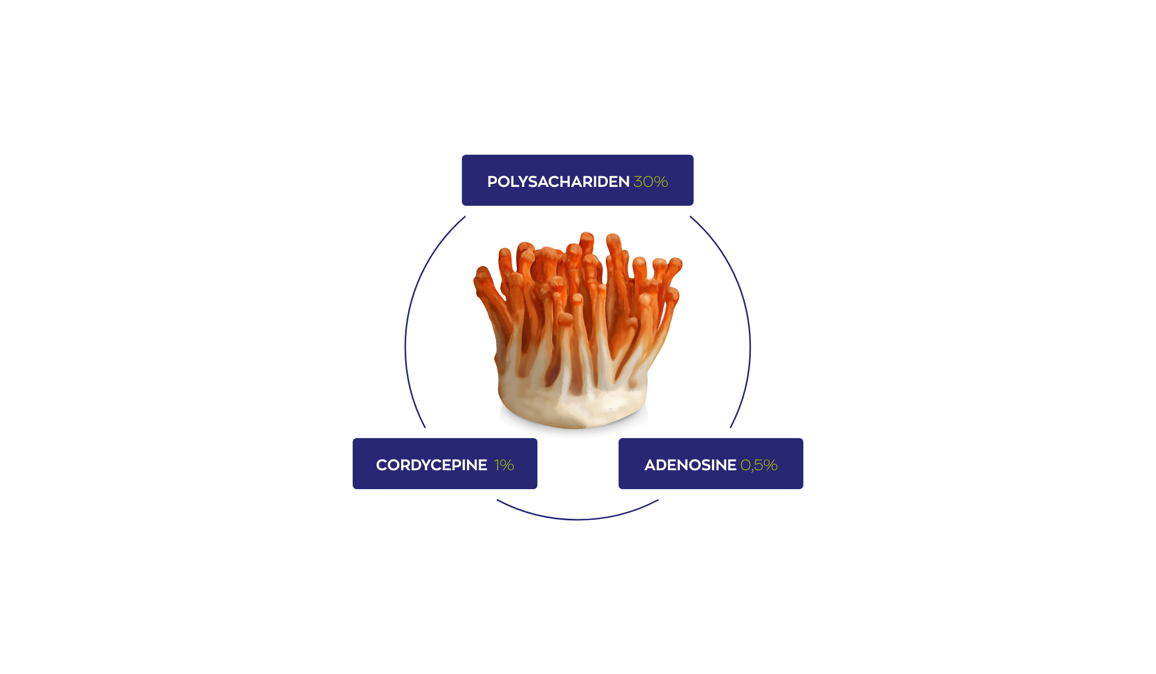 Cordyceps CPA³