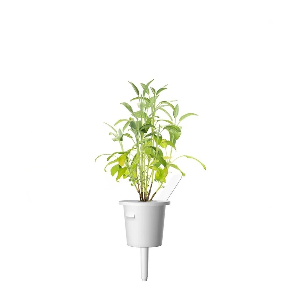 Click and Grow - Smart Garden Refill 3-pack Garden Sage