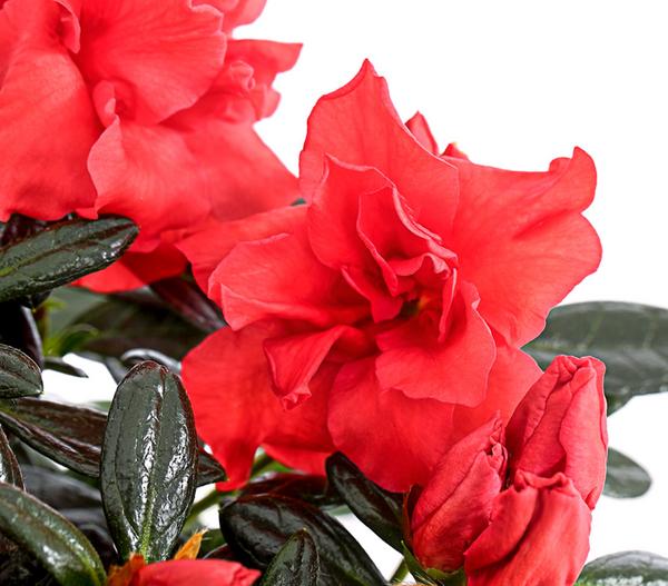 Zimmerazalee - Rhododendron simsii 'Sienna®'