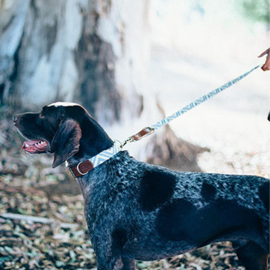 Coleira Barking Gaucho Scud feita à mão para cães