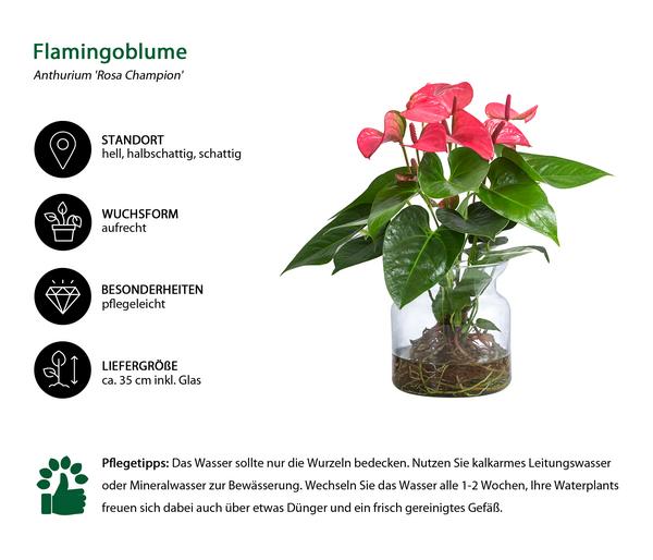 Waterplant Flamingoblume im Glas - Anthurium
