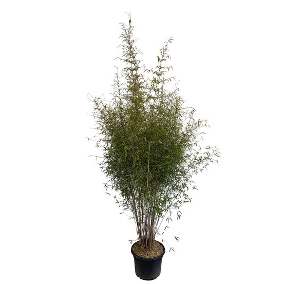Bambou non-traçant fargesia angustissima: pot de 24 litres