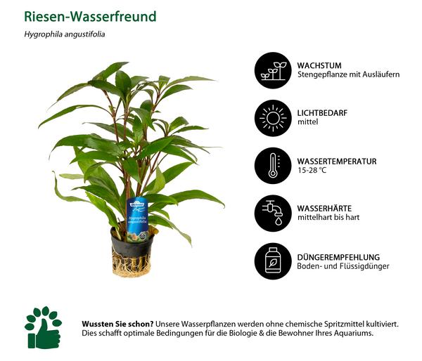 Dehner Aqua Premium Riesen-Wasserfreund -