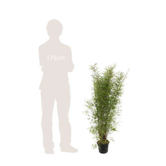 Bambou non-traçant fargesia angustissima - pot de 5 L
