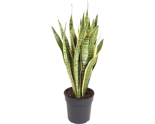 Bowstring Hennep FloraSelf Sansevieria trifasciata 'Laurentii' H 80-90 cm Ø 24 cm pot