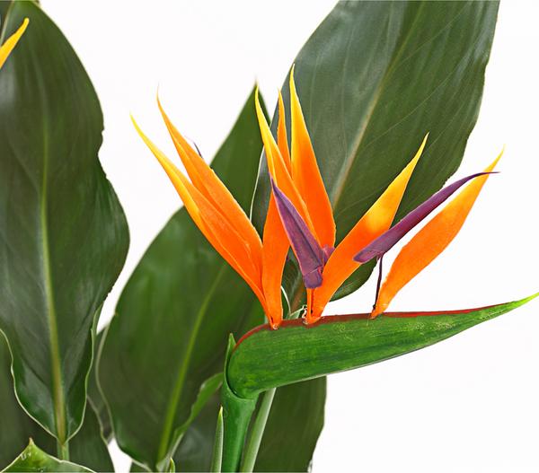 Paradiesvogelblume