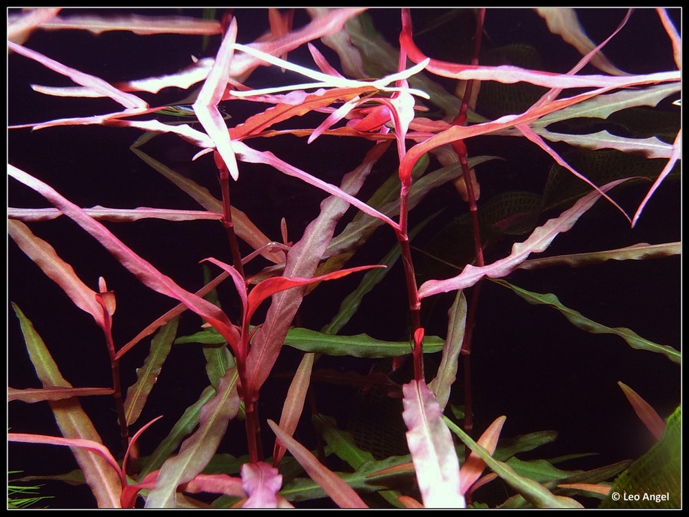 Persicaria sao paulo