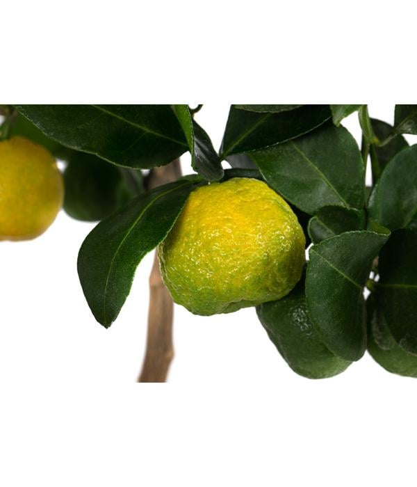 Römische Limette 'Pursha'