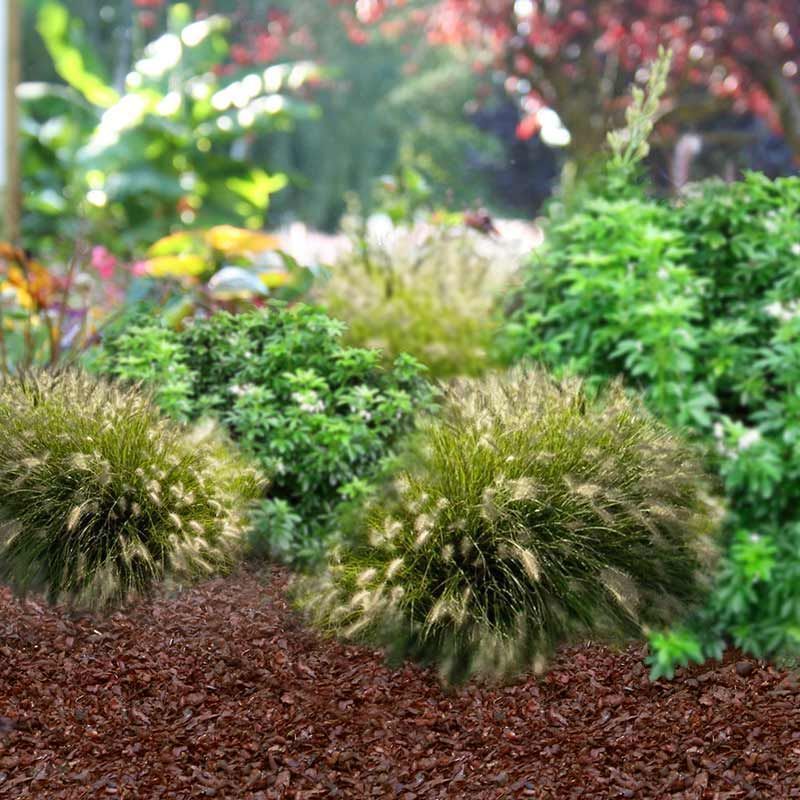 Fertilisant naturel en coque de cacao - sac de 100 litres pour 3m²
