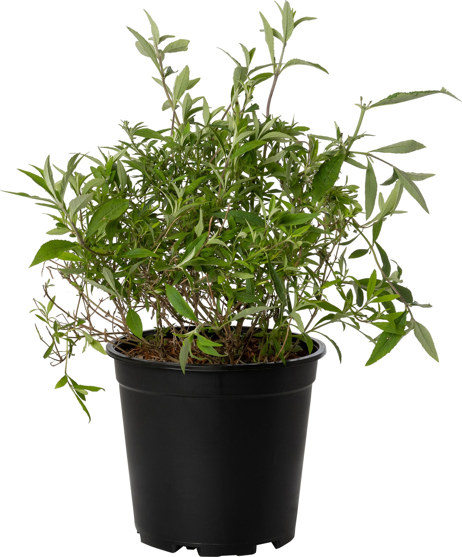 Vlinderstruik (Buddleja davidii 'Nanho Blue') D 24 H 40 cm