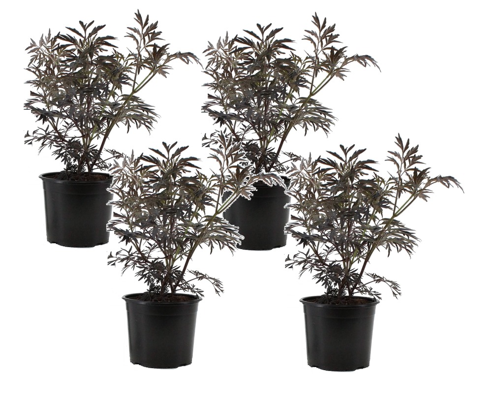 Sambucus nigra 'black lace' - set de 4 - pot 17cm - hauteur 25-40cm