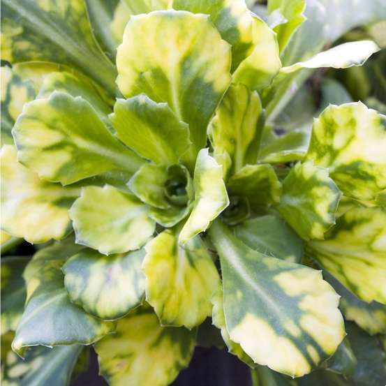Saxifrage Aureopunctata : godet vert
