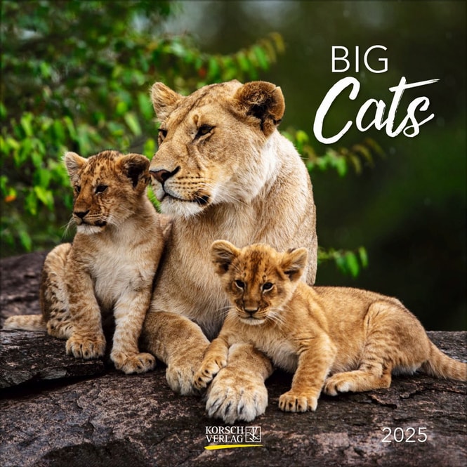 Wandkalender - 2025 - Big Cats