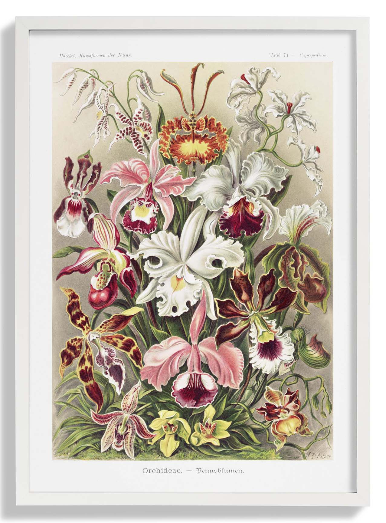 Orchideae Lilly Flowers von Ernst Haeckel mit Rändern