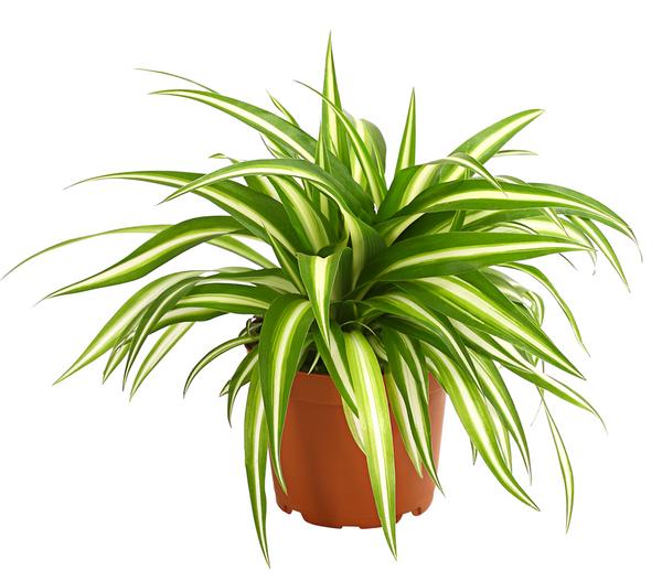 Grünlilie - Chlorophytum comosum
