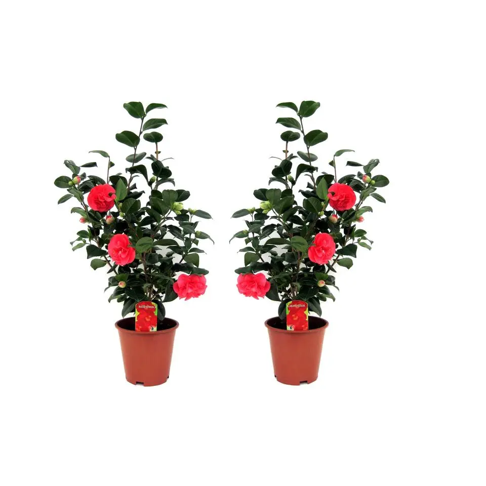 Japanse Roos - Set van 2 - Camellia 'Lady Campbell' - Hoogte 60-70cm - ⌀19cm