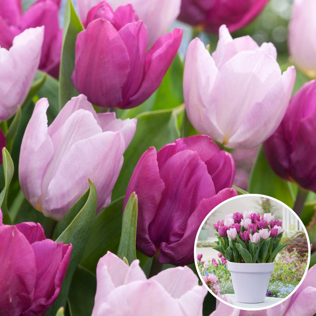 Tulipa prince mix - bulbes à fleurs x20 -tulipe - pourpre