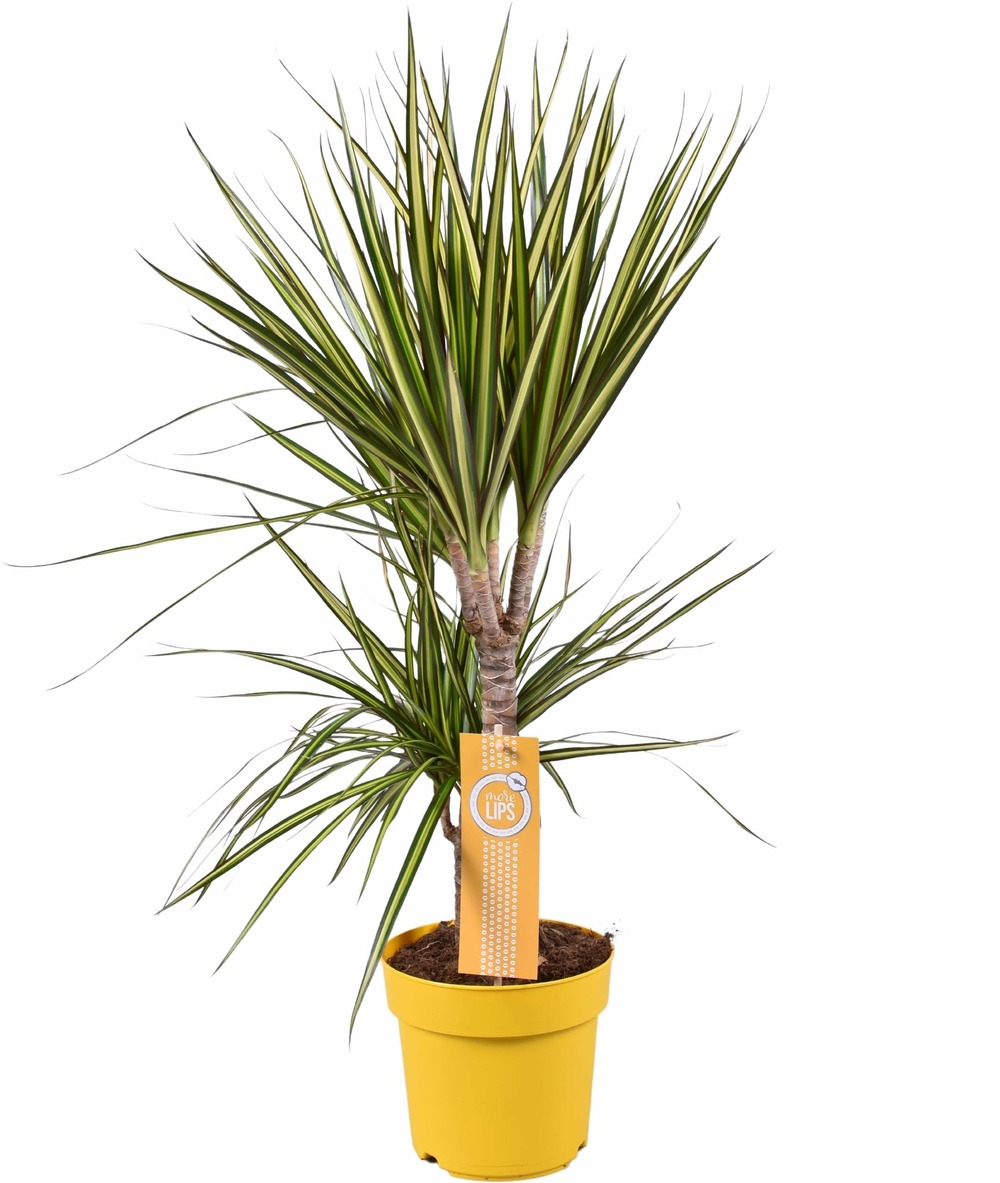 Plante d'intérieur - dracaena 'sunray' 70.0cm